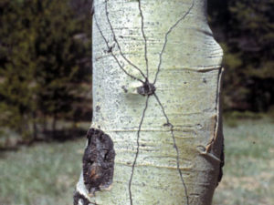 Epidermal Fly Tracks in Aspen Bark