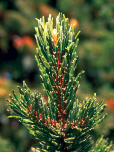 Bristlecone pine leaves
