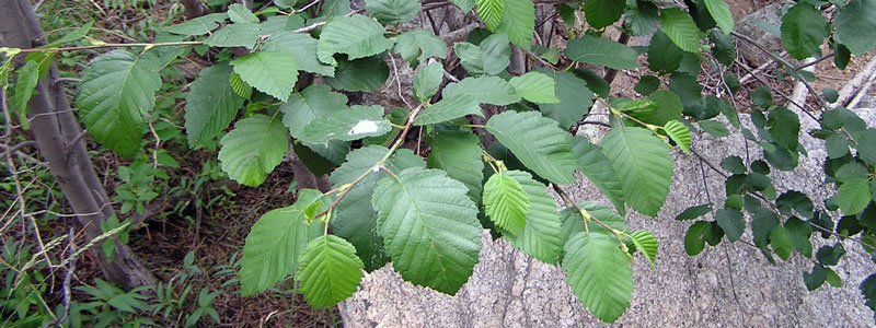 Leaves on an Alder, a Common Riparian Tree