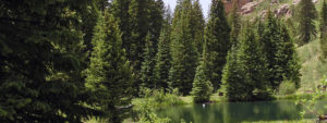 Englemann Spruce in a Mixed Conifer Stand