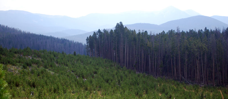 A Managed Forest in Colorado