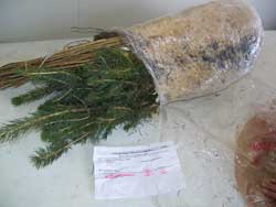Bare root seedlings are sold in bundles of 25 per species.