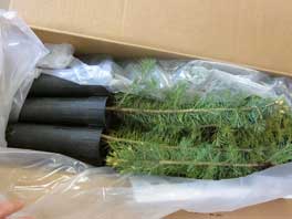 Large/regular potted Colorado Blue Spruce seedlings are packaged in a box for easy transportation.