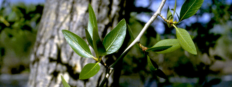 Leaves On A Narrow Leaf Cottonwood