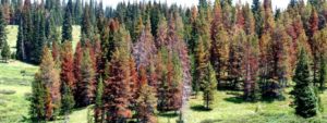 Mountain Pine Beetle Affected Trees in the Red Needle Phase