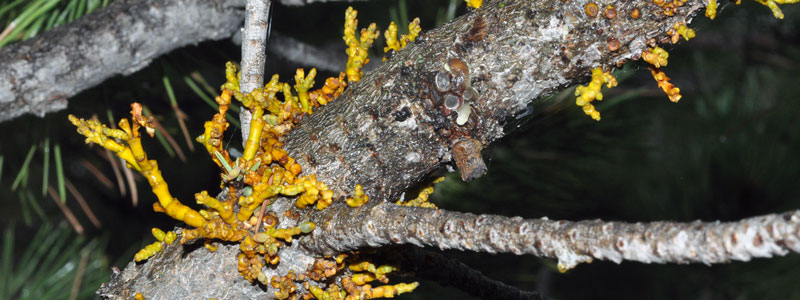 Southwestern Dwarf Mistletoe