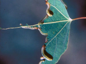 Sawflies on an Aspen Leaf