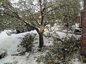 Snow damaged tree