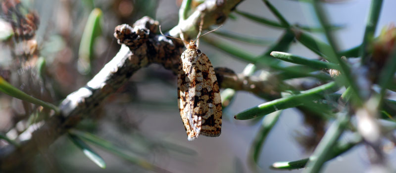 An Adult Moth Developed from a Spruce Budworm