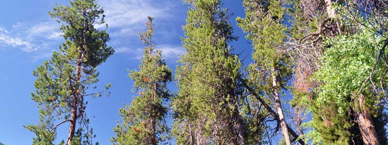 Witches brooms on dwarf mistletoe infested lodgepole pines