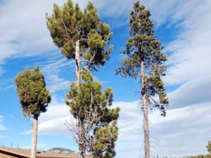 Witches brooms in dwarf mistletoe infested lodgepole pines