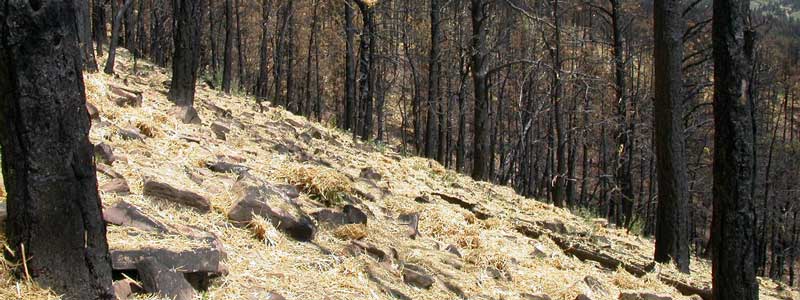 A mulch covered hillslope