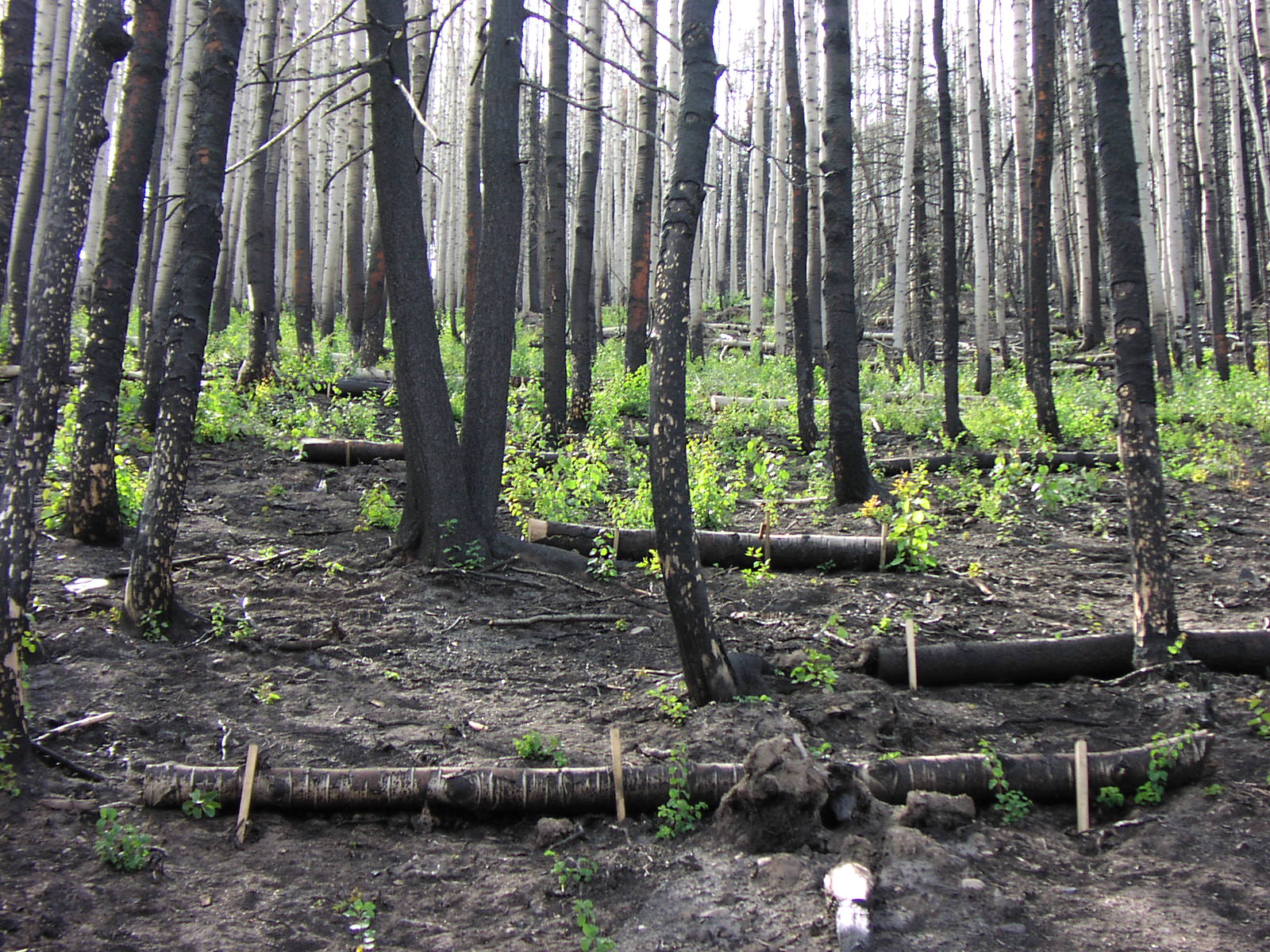 Log erosion barriers placed after the 2002 Missionary Ridge Fire