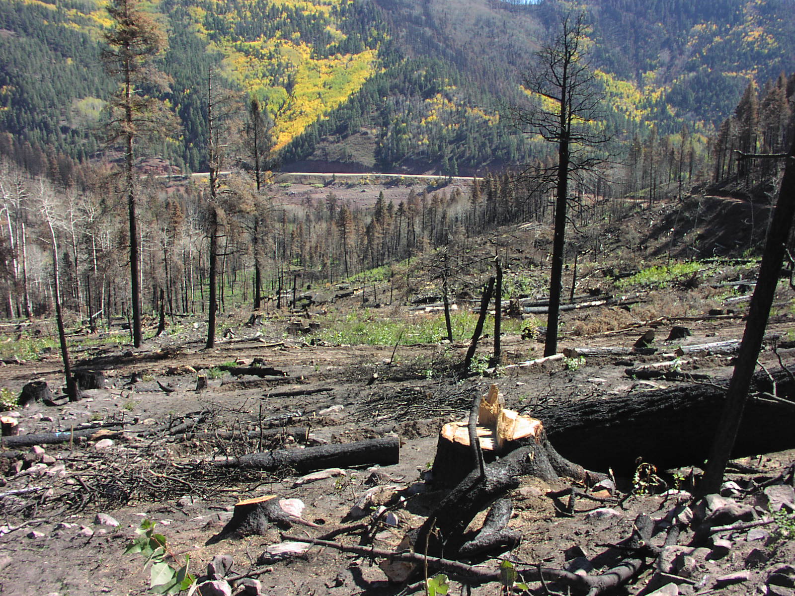 Salvage logging completed on private property after the 2002 Missionary Ridge Fire
