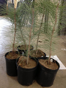 Extra-large potted seedlings – Ponderosa pines