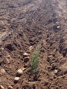 Field plowed and planted with seedlings