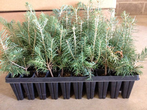 Small tray of 50 Pinon Pine