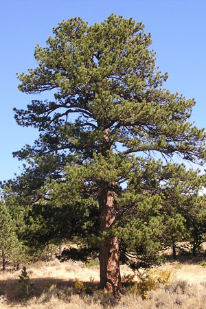 ponderosa pine