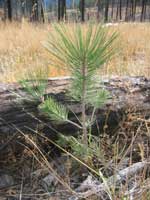 Ponderosa pine seedling