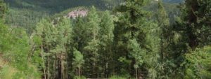 Colorado subalpine forest
