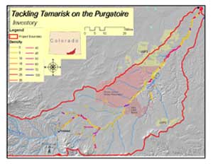 Click on the map for a full size version that illustrates tamarisk infestations on the Purgatoire River Watershed within the TTP project boundary (1.4 MB PDF).