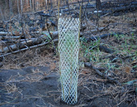 Seedling tree planting in a forested area burned by wildfire