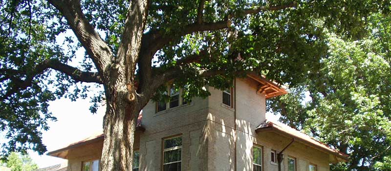 Urban community bur oak