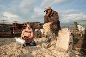 Colorado Forest Products shavings and goats