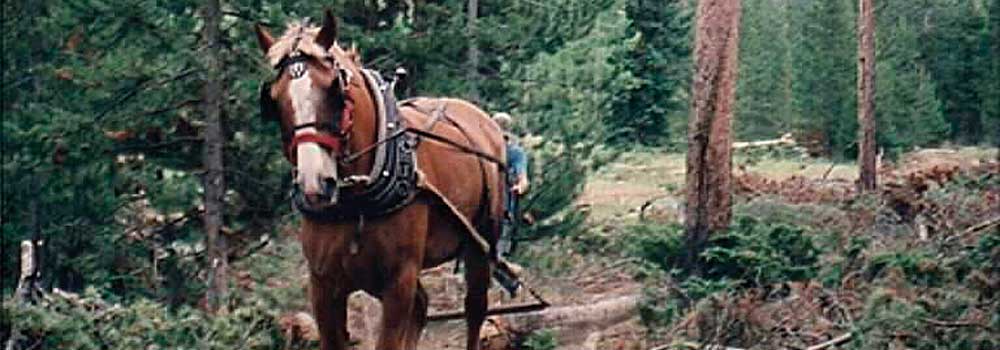 Horse logging on the State Forest