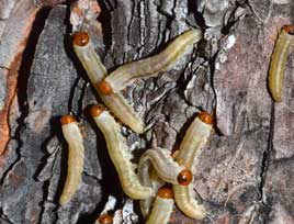 Pine sawfly mature larvae. Photo: W. Ciesla