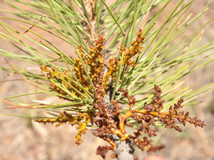 Dwarf mistletoe in Lake and Chaffee counties can be found on ponderosa pine, lodgepole pine and Douglas fir.