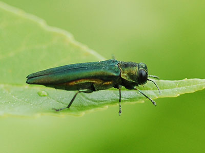 Emerald Ash Borer