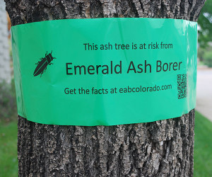 This ash tree is at risk from emerald ash borer sign
