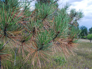 Ponderosa pine tree displays seasonal discoloration. 
