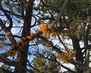 Dwarf mistletoe in Ponderosa pine, Ouray County