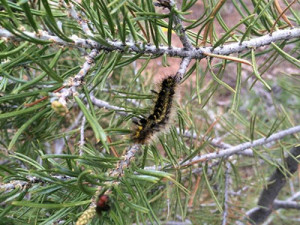 Tiger moth caterpillar in Piñon pine, Montrose County