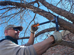 Prune while trees are dormant: Pruning removes dead branches and improves tree form.
