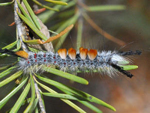A larva feeding on foliage showing the four cream-colored tufts with the orange-red-colored tops. Photo: Dan West