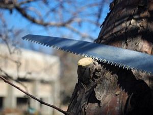 Always prune just outside the branch collar – the point where one branch leaves a larger one (or the trunk), often discerned by raised or wrinkled bark.
