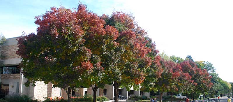 'Autumn purple' ash trees in the fall