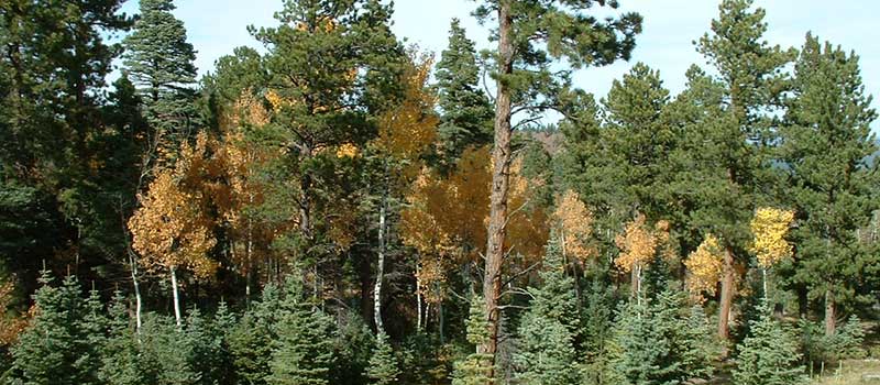 Forest management in Cañon City