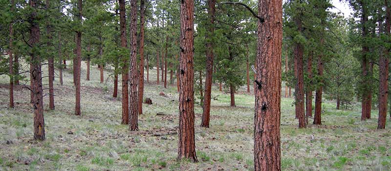 A healthy tree stand in Cañon City