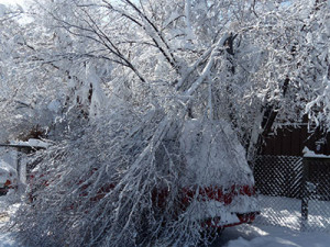 Snow-damaged tree. Photo: S. Stephens