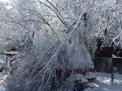 Snow-damaged tree. Photo: S. Stephens