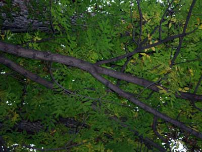 Ash Tree Canopy