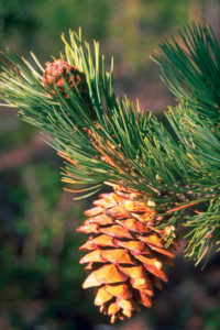 Limber pine leaves and cone