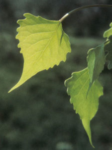 Plains Cottonwood Leaf