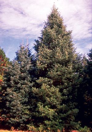 white fir