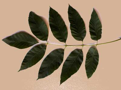Compound Leaf with 5 to 9 Leaflets