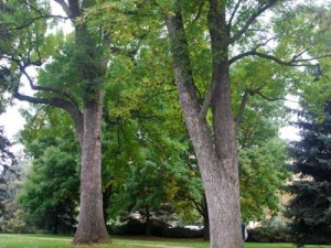 Mature Ash Trees
